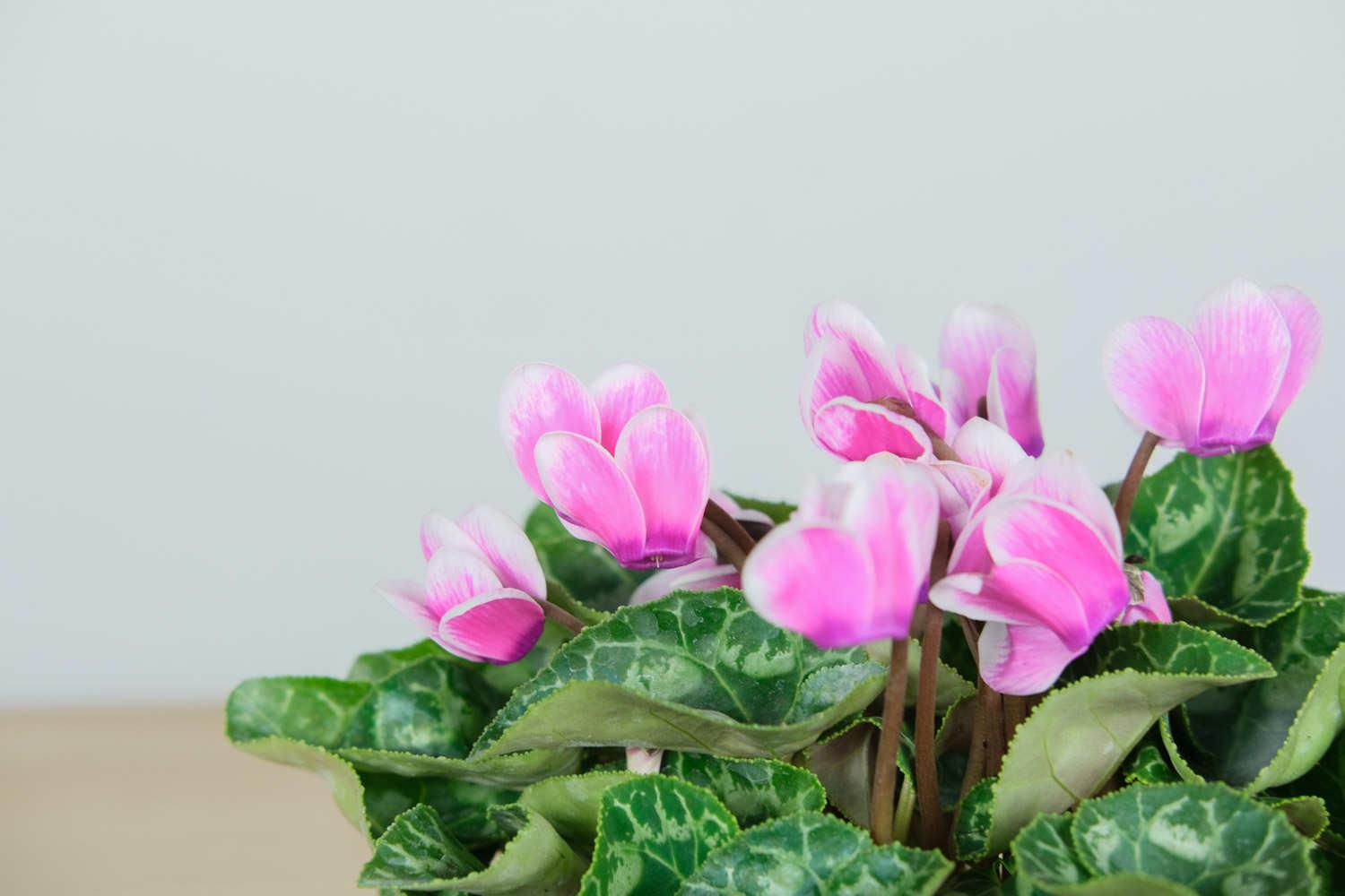 Cyclamen