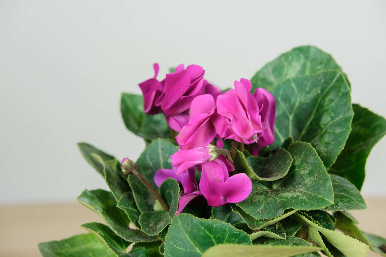 Cyclamen