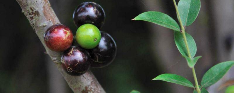 Watering Method for Jiabao Fruit