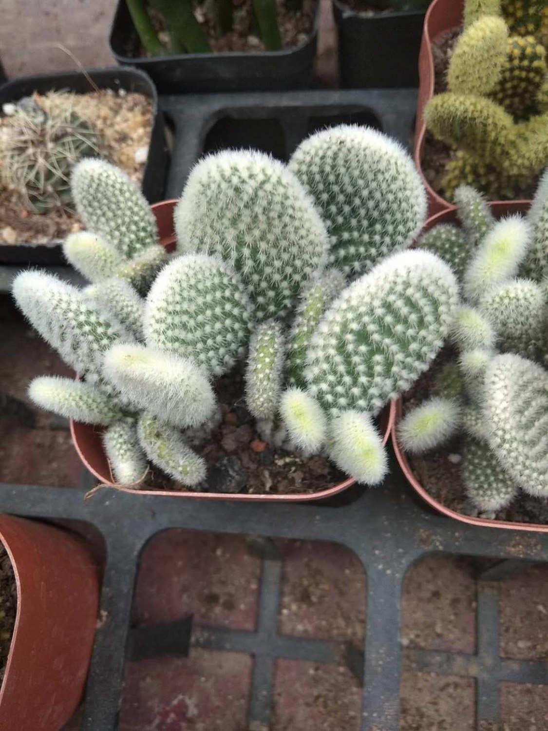 Cactus