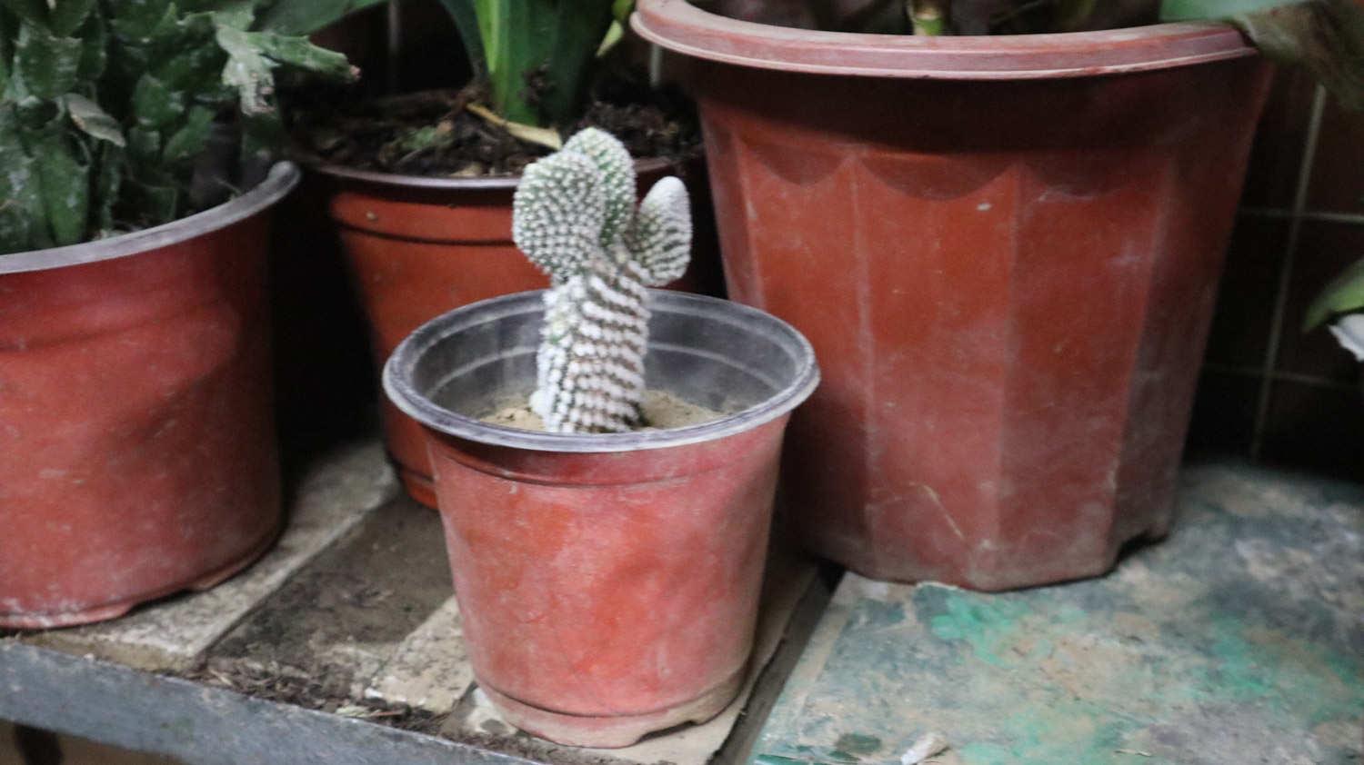 Cactus