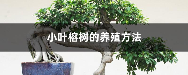 Cultivation methods of small-leaf banyan trees