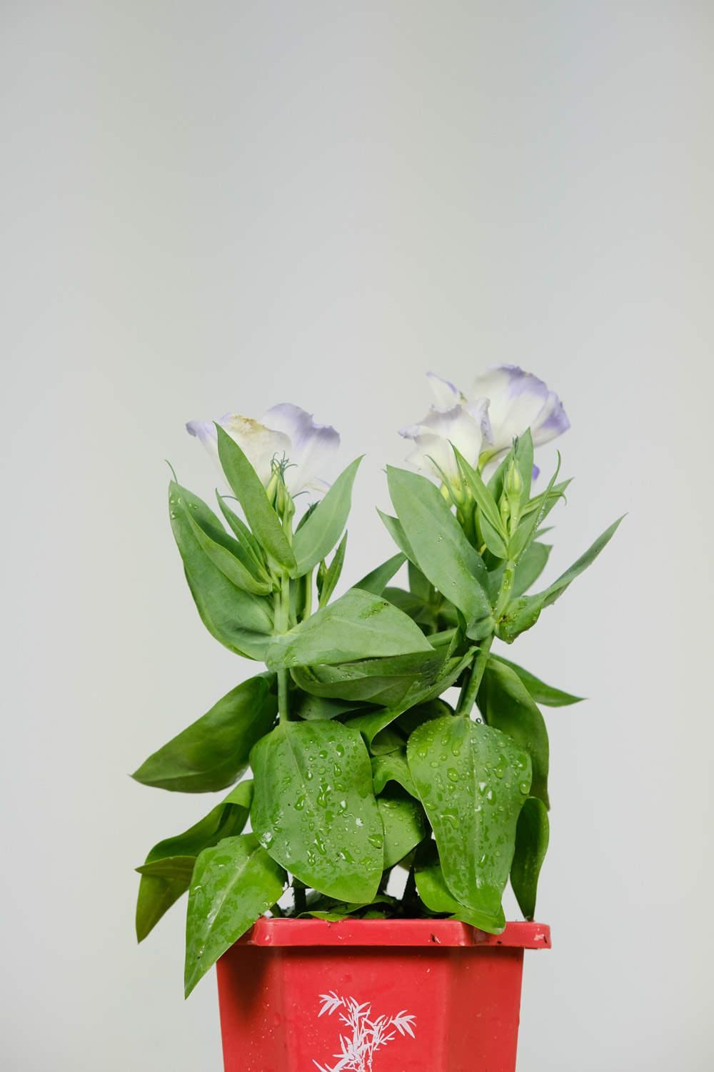 Lisianthus