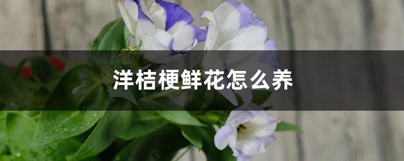 How to grow lisianthus flowers