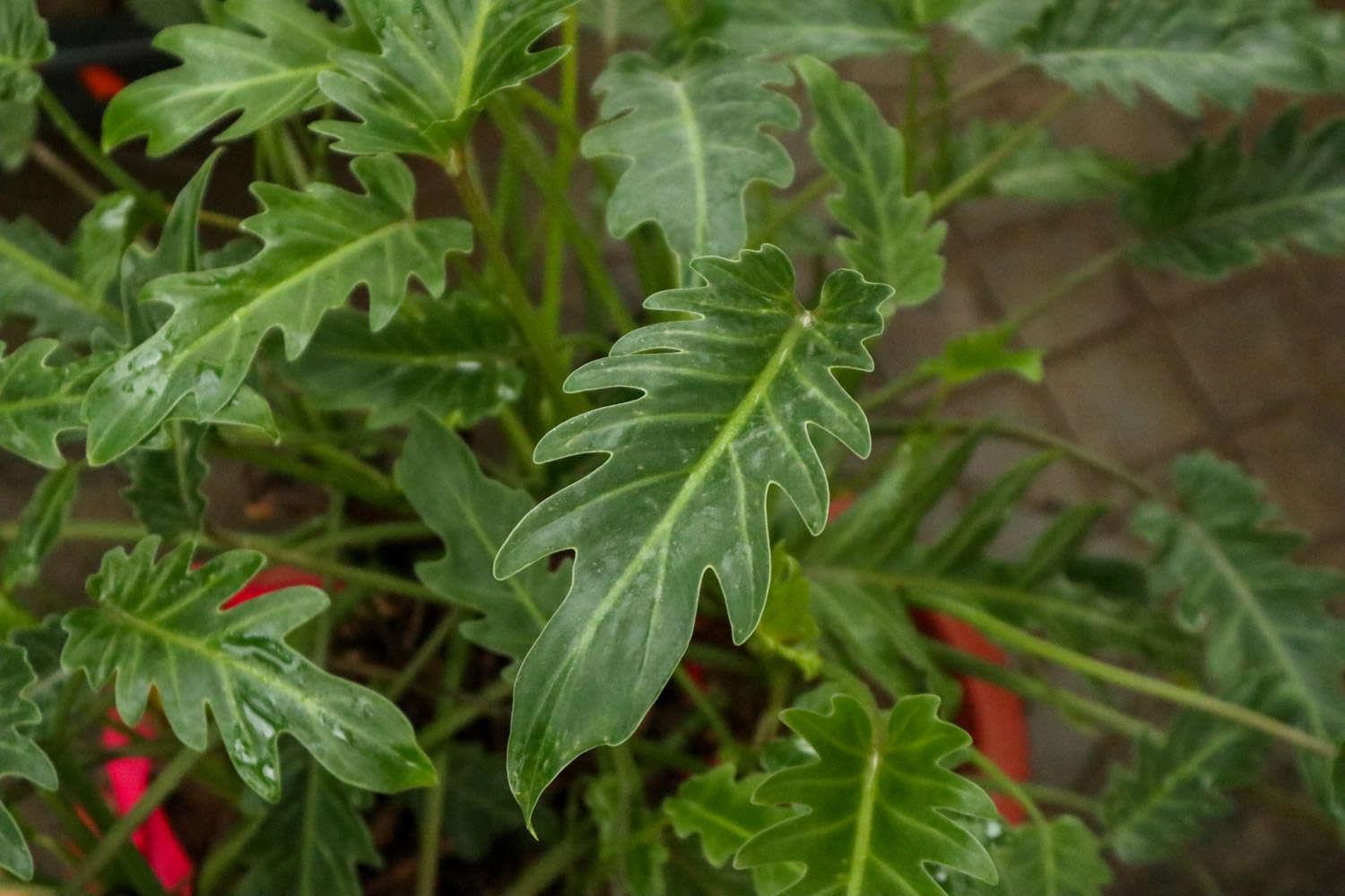 Fairy Feather Philodendron