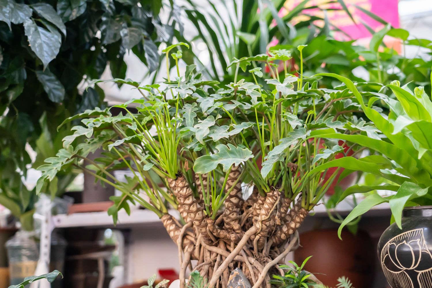 Fairy Feather Philodendron