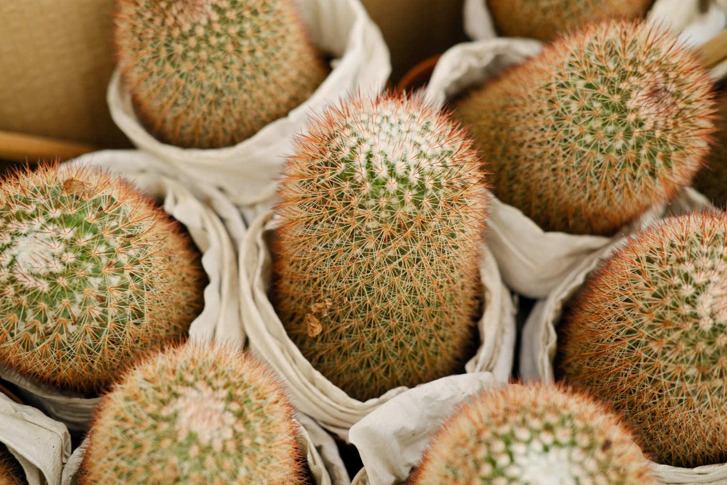 Cactus