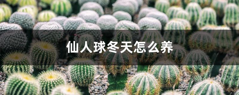 How to raise cactus in winter