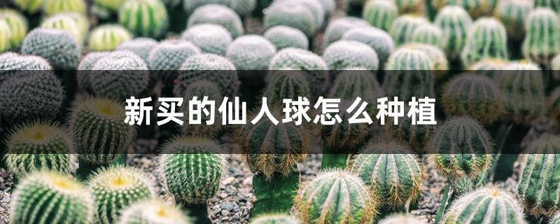 How to plant the newly purchased cactus