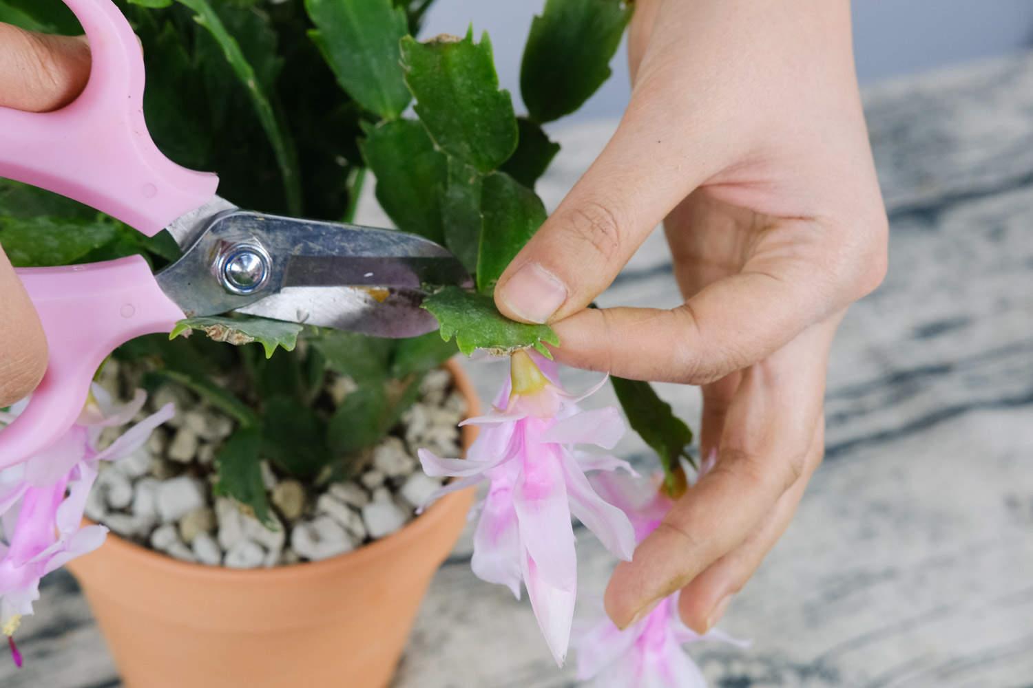 Crab Claw Orchid