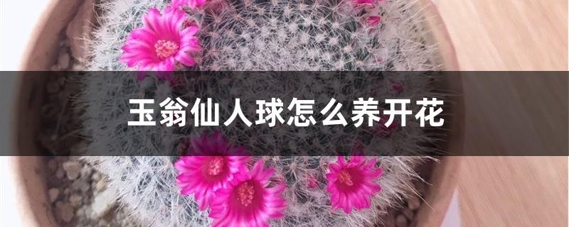 How to grow Yuweng cactus to bloom