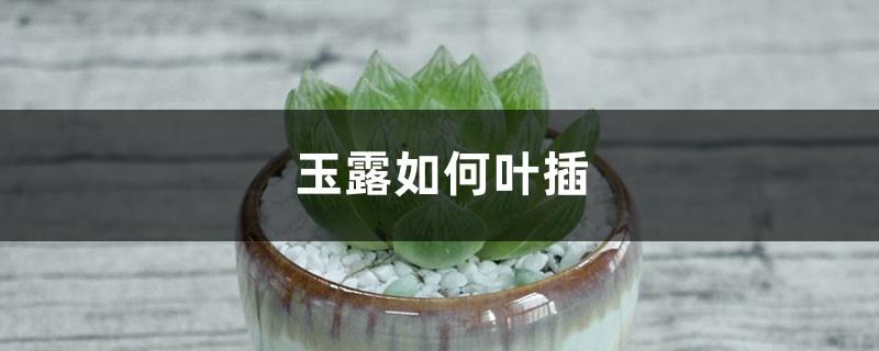 How to plant jade dew on leaves