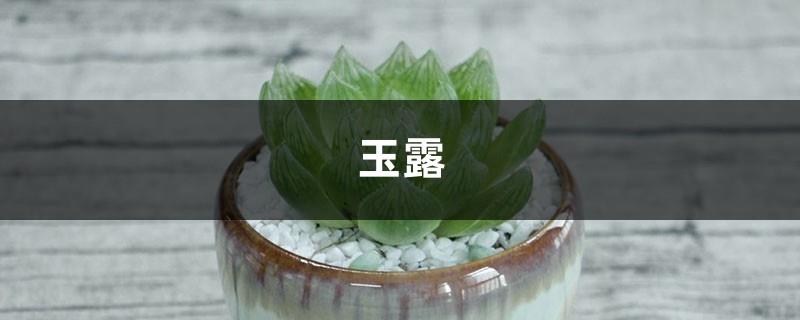 How to nourish jade dew to become crystal clear