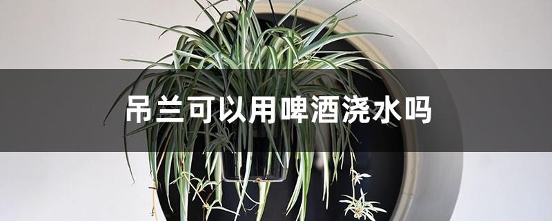 Can spider plants be watered with beer?