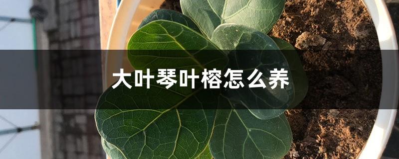 How to raise the big leaf fiddle leaf banyan tree