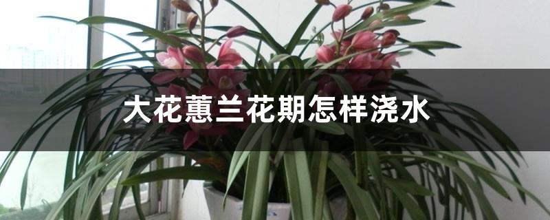 How to water Cymbidium orchids during flowering period