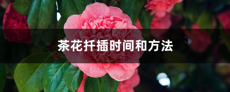 Camellia cutting time and method