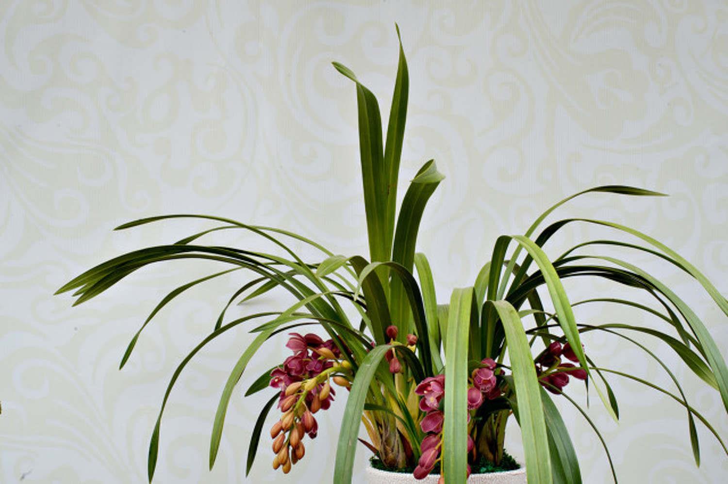 Cymbidium