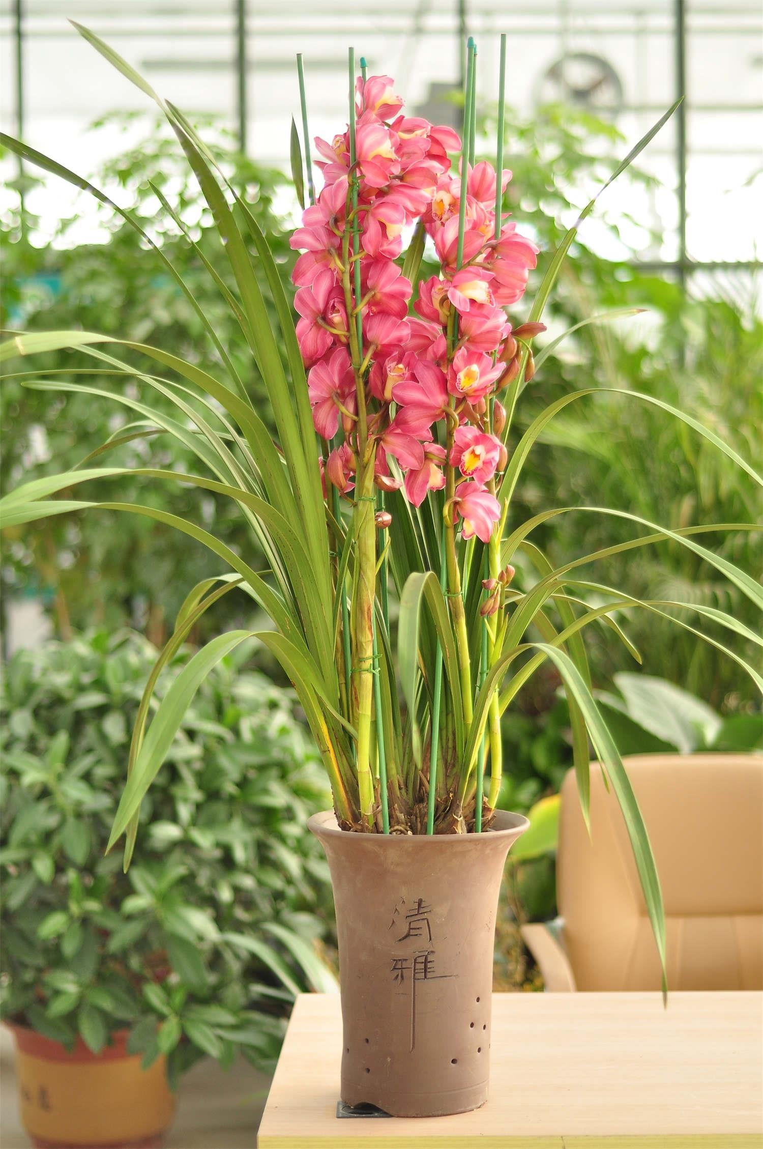 Cymbidium