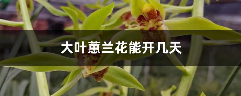 How many days can Cymbidium flowers bloom