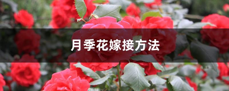 Rose flower grafting method