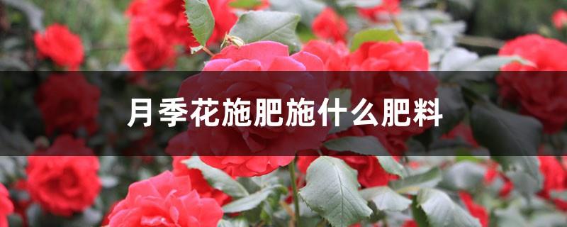 What fertilizer should be used to fertilize rose flowers