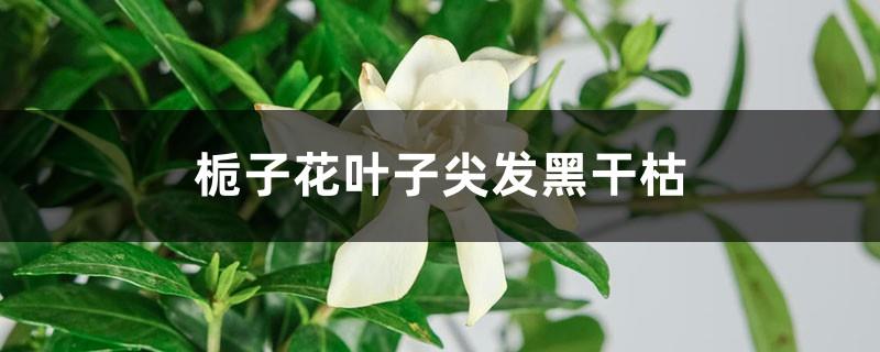 Why are the tips of gardenia leaves black and dry?