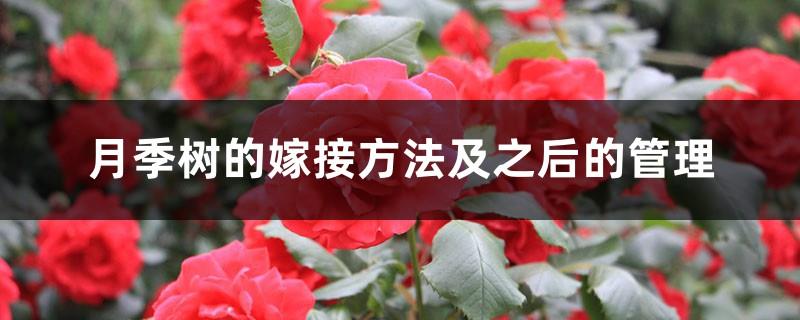 Grafting method of rose tree and subsequent management