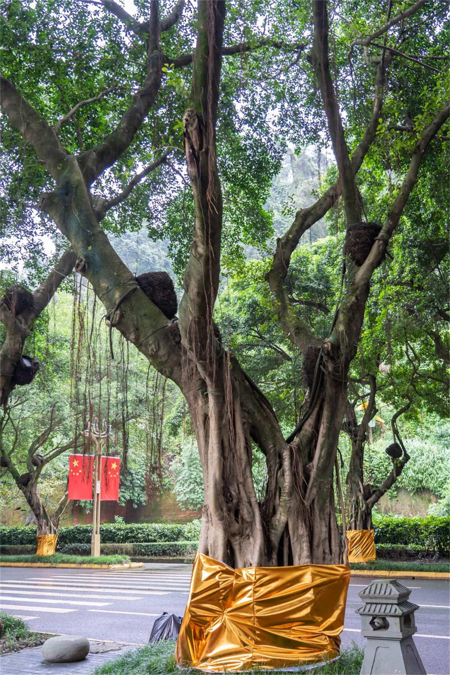 Banyan tree