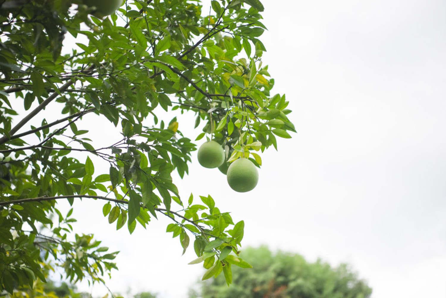 Grapefruit