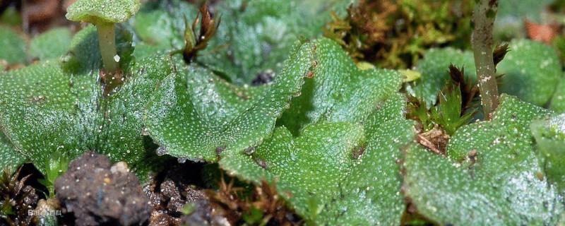 What kind of plant is liverwort