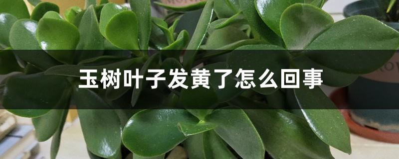 What's going on when the leaves of the jade tree turn yellow? What are the solutions