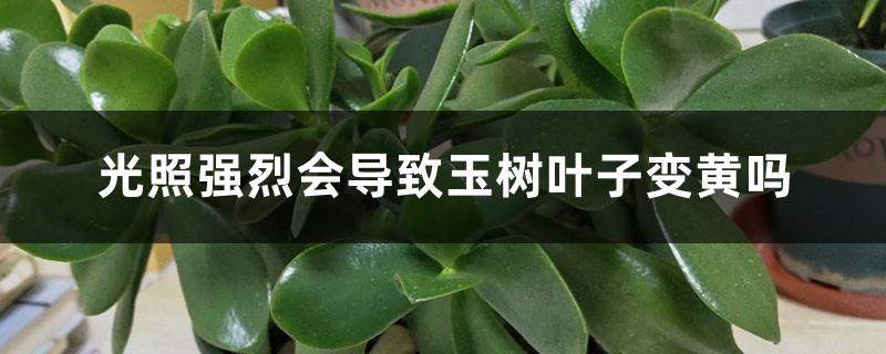 Will strong light cause the leaves of the jade tree to turn yellow? Other influencing factors