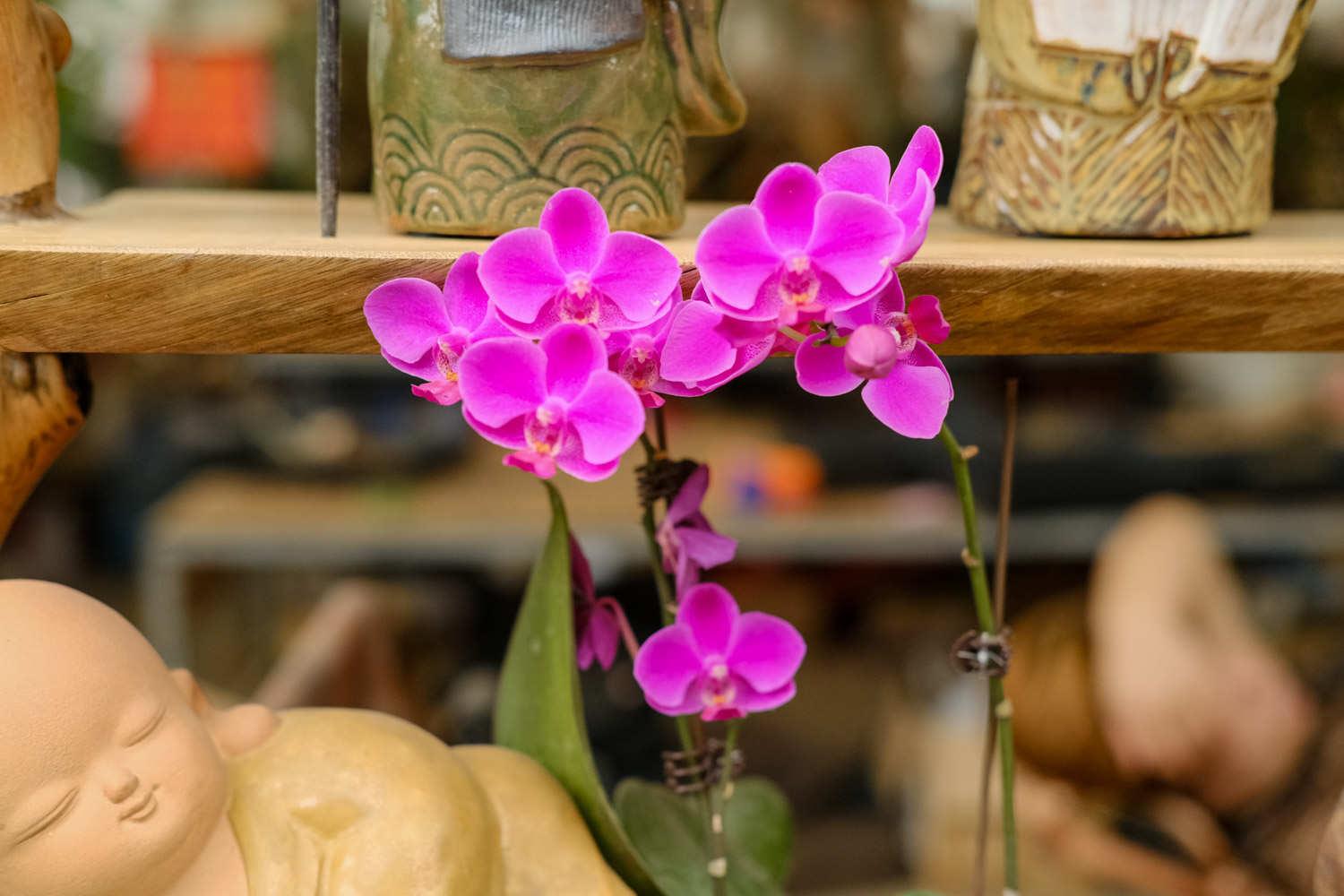 Phalaenopsis orchid