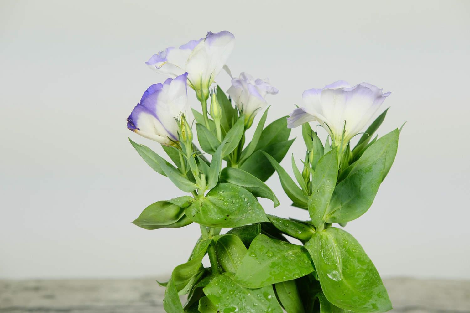 Lisianthus