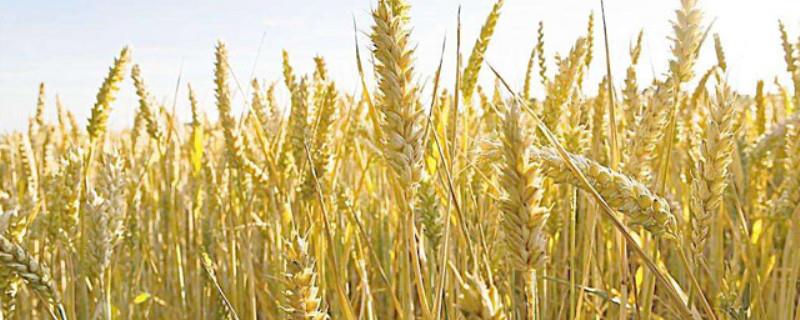 China's top ten new wheat varieties