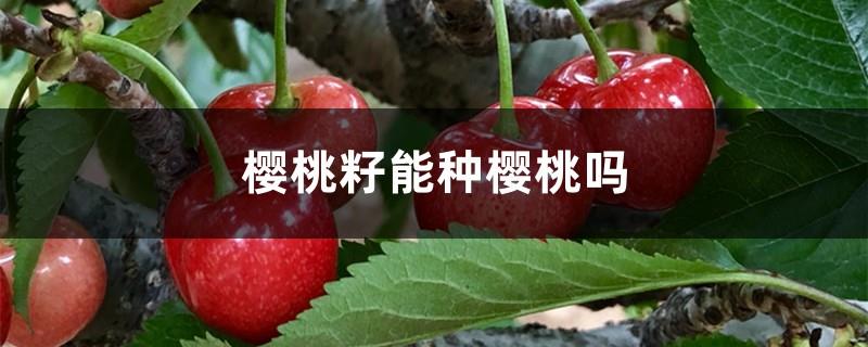 Can cherries be grown from cherry seeds?