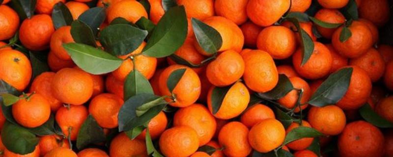 How to prune sugar orange