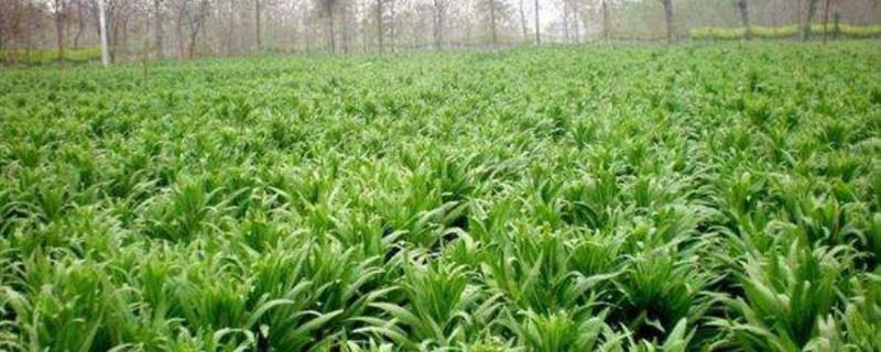 The art of growing tribute vegetables, what do fresh tribute vegetables look like