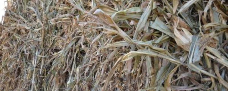 Corn straw fermented organic fertilizer (methods and benefits)