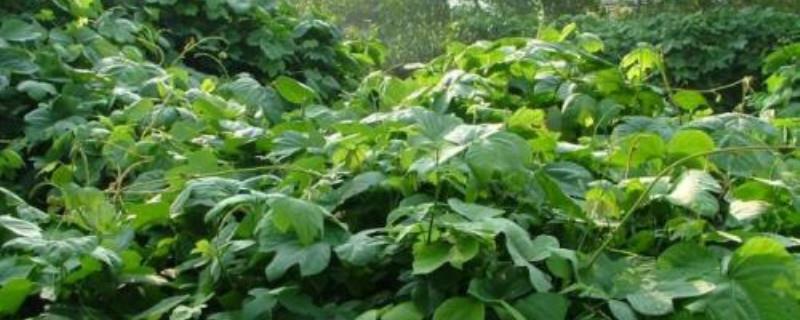 Planting time and management of kudzu, can it be harvested in the current year