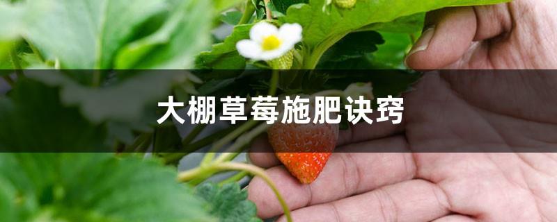 Fertilization plan for greenhouse strawberries, when to apply fertilizer