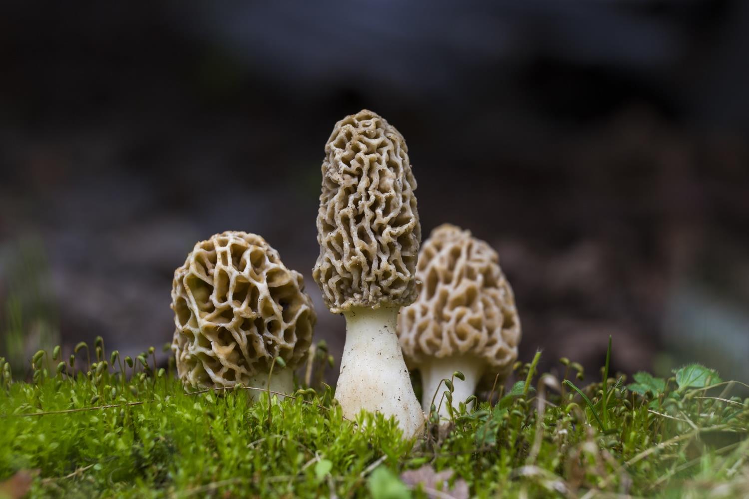 Morels