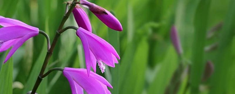 How to grow Bletilla striata, how much does it cost per pound