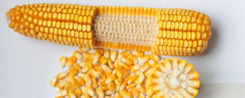 How to plant corn seeds (introduction to mc670 corn seeds)