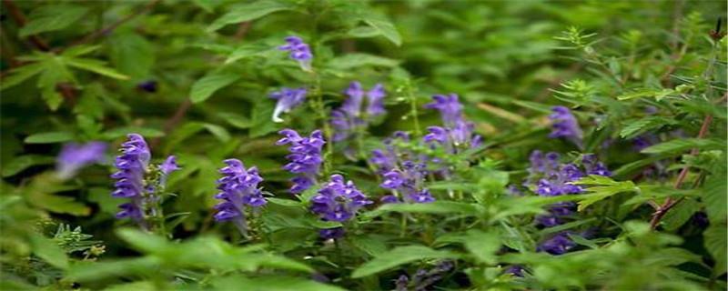 The planting methods and conditions of Scutellaria baicalensis, how many years of planting can produce a harvest