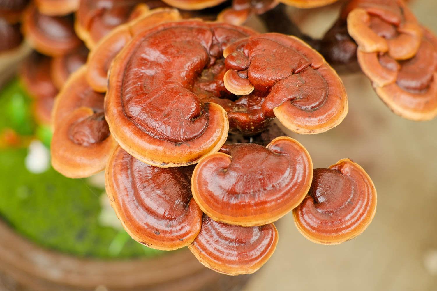 Ganoderma lucidum