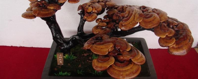 Ganoderma potted cultivation method, is it good to have Ganoderma bonsai at home?