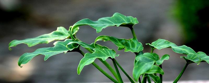 Cultivation methods of foliage plants