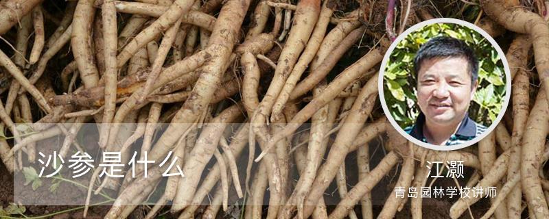 What is Adenophora ginseng and how to grow it